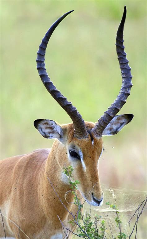 These male African horned deers do have horns on their heads, however, juvenile males look like a female, possibly for protection. A white dorsal crest runs down their backs and on the undersides of the belly. They have big ears and the same white in between the eyes and under their nose. Both have a bushy tail and white underside.